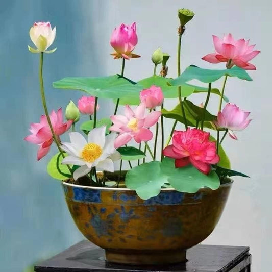 Bonsai Lotus Flower Seeds (40pieces)