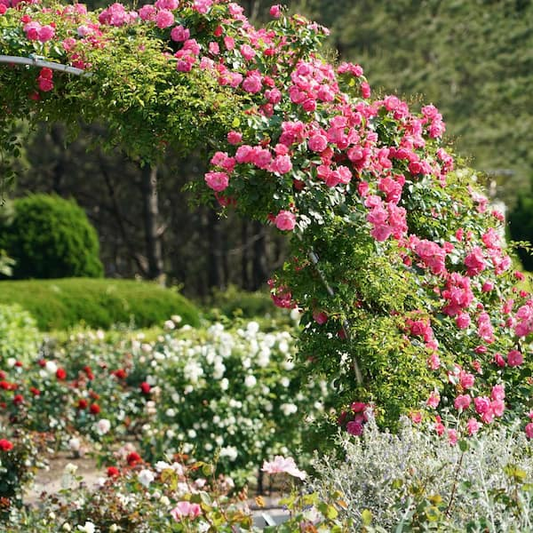 Elegant Climbing Rose Flower Seeds