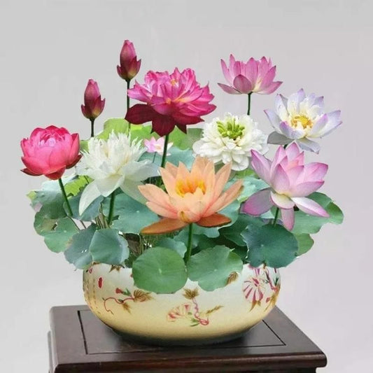 Bonsai Lotus Flower Seeds (40pieces)