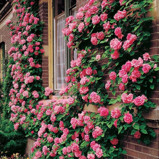 Elegant Climbing Rose Flower Seeds